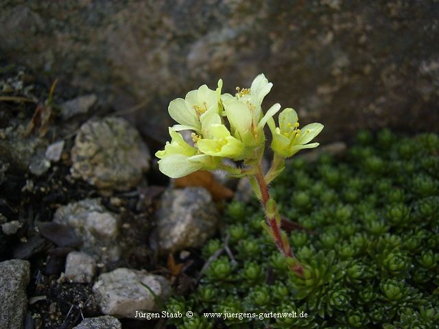 Saxifraga x borisii 'Aladdin' 