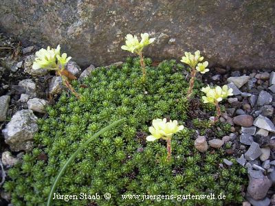 Saxifraga x borisii 'Aladdin' 