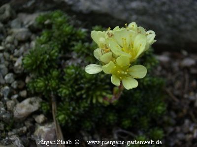 Saxifraga x borisii 'Aladdin' 