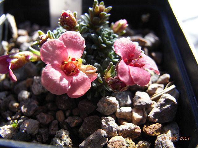 Saxifraga x cullinnanii 'Radvan Horny' 