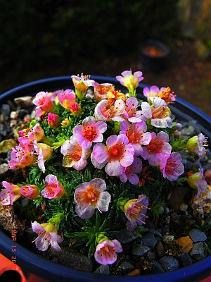 Saxifraga x cullinnanii 'Radvan Horny' 