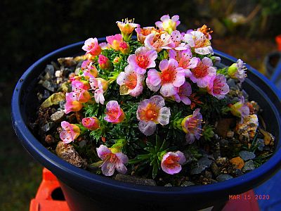 Saxifraga x cullinnanii 'Radvan Horny' 