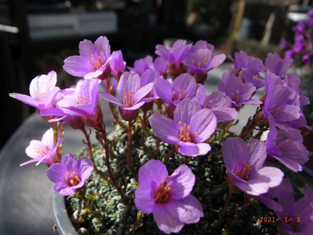 Saxifraga x dinninaris