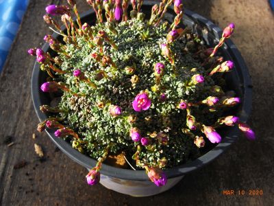 Saxifraga x dinninaris