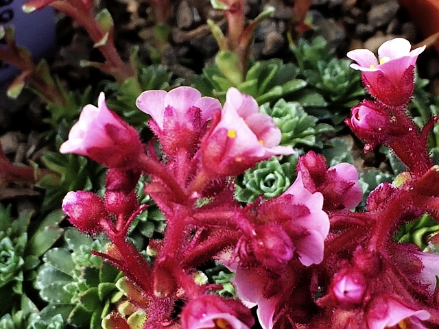 Saxifraga x edithae 'Arabella'