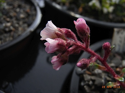 Saxifraga x edithae 'Arabella'