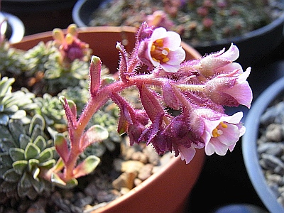 Saxifraga x edithae 'Arabella'