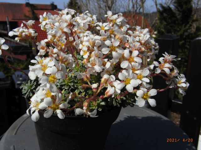 Saxifraga x edithae 'Milada'