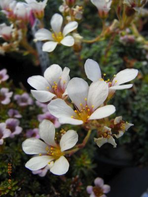 Saxifraga x edithae 'Milada'