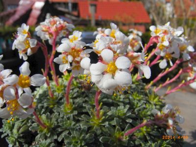 Saxifraga x edithae 'Milada'