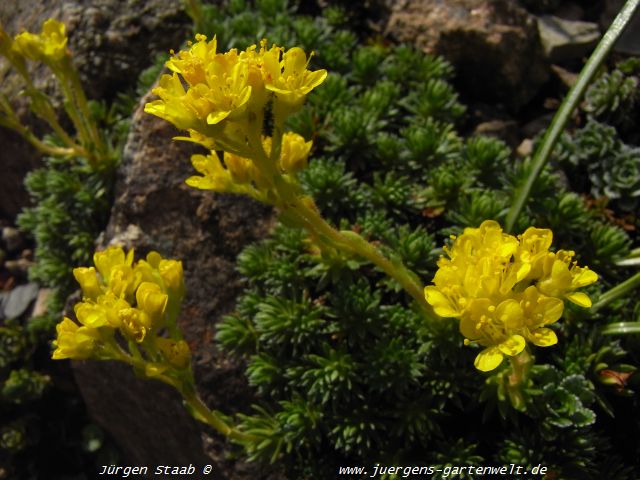 Saxifraga x elisabethae 'Fosters Gold'