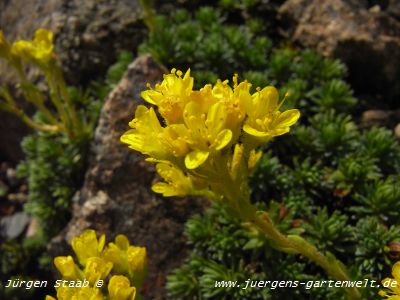 Saxifraga x elisabethae 'Fosters Gold'