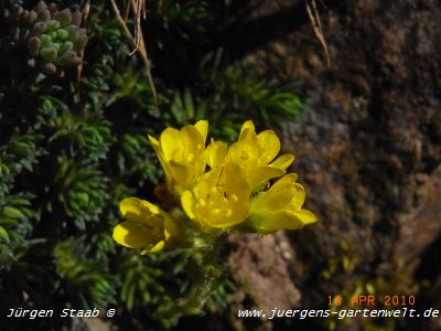 Saxifraga x elisabethae 'Fosters Gold'