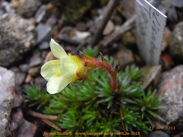 Saxifraga x elisabethae  'Jason'