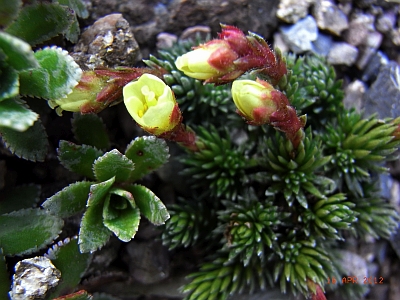 Saxifraga x elisabethae  'Jason'