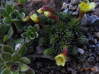 Saxifraga x elisabethae  'Jason'