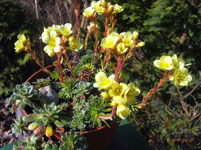 Saxifraga x elisabethae  'Ochroleuca' 