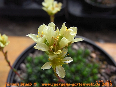 Saxifraga x elisabethae  'Ochroleuca' 