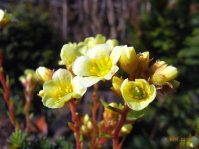 Saxifraga x elisabethae  'Ochroleuca' 