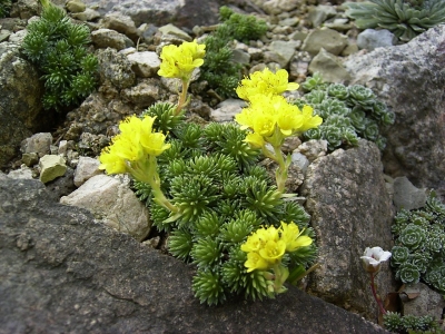 Goldkissen-Steinbrech