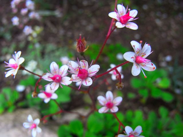 Porzellanblümchen Nelkenwurz-Steinbrech 