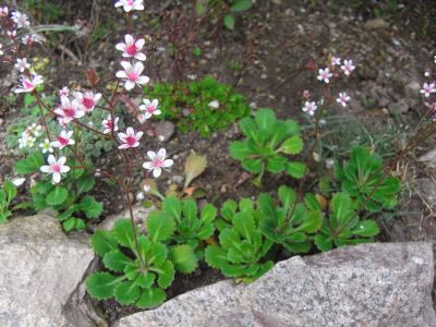 Porzellanblümchen Nelkenwurz-Steinbrech 