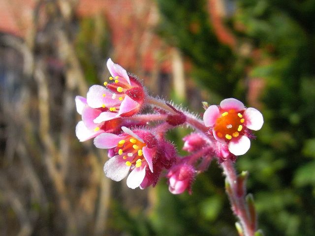 Saxifraga x hoerhammeri 'Lohengrin' 