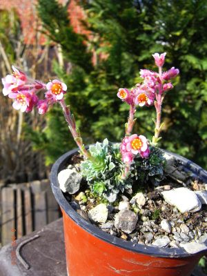 Saxifraga x hoerhammeri 'Lohengrin' 