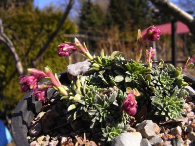 Saxifraga x hoerhammeri 'Lohengrin' 