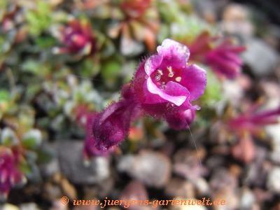 Saxifraga x hornibrookii 'Ellie Brinkerhoff' 