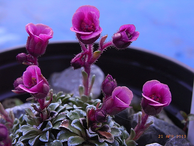 Saxifraga x hornibrookii 'Riverslea' 