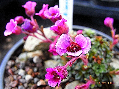 Saxifraga x hornibrookii 'Riverslea' 