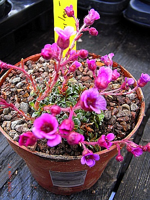 Saxifraga x hornibrookii 'Riverslea' 