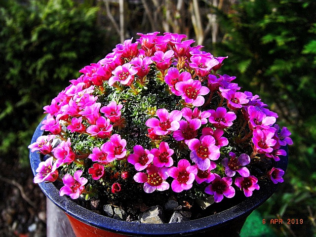 Saxifraga x lismorensis 'Lismore Carmine'