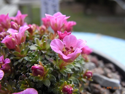 Saxifraga x lismorensis 'Lismore Carmine'