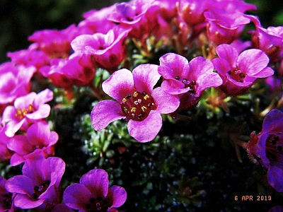 Saxifraga x lismorensis 'Lismore Carmine'