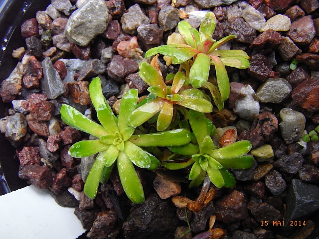 Saxifraga x marginata 'Popelka'