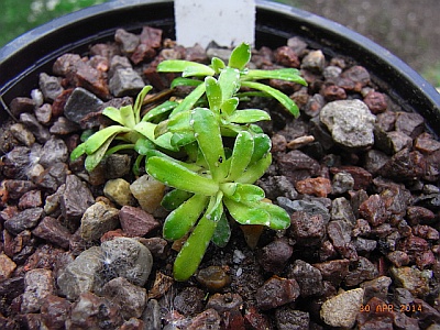 Saxifraga x marginata 'Popelka'