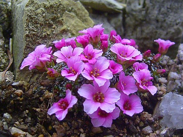 Saxifraga x poluanglica 'Red Poll' 