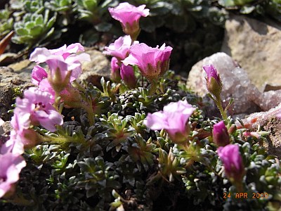 Saxifraga x poluanglica 'Red Poll' 