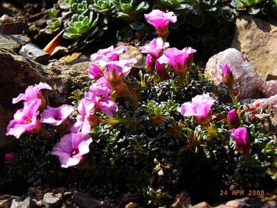 Saxifraga x poluanglica 'Red Poll' 