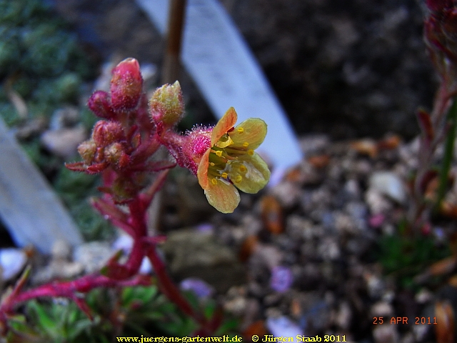 Saxifraga x prossenii 'Prometheus' 