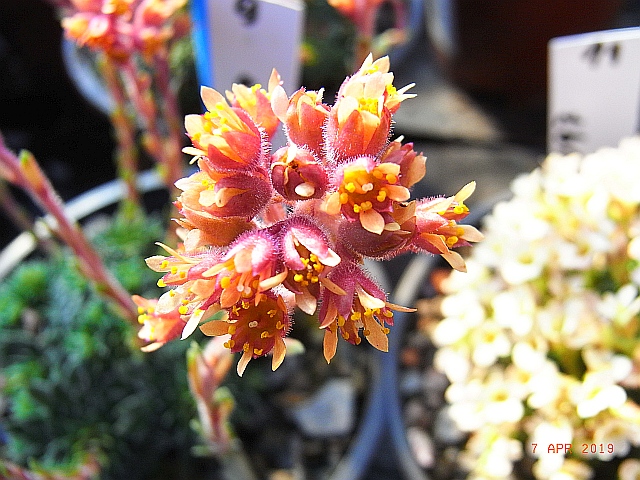 Saxifraga x prossenii 'Regina'