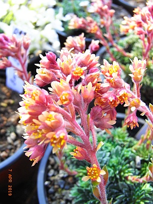 Saxifraga x prossenii 'Regina'