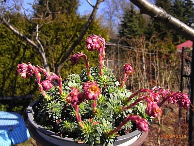 Saxifraga x prossenii 'Regina'