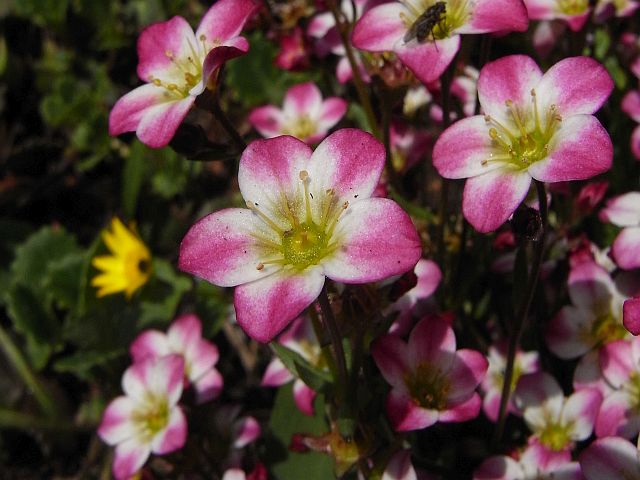 Moossteinbrech 'Bicolor' 