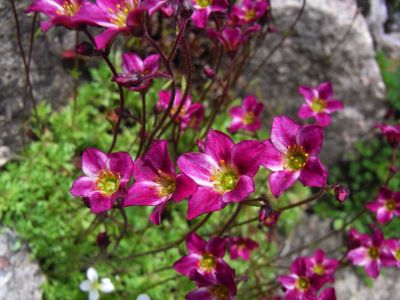 Saxifraga x staabii 'Rotkäppchen' 