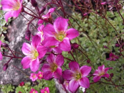 Saxifraga x staabii 'Rotkäppchen' 