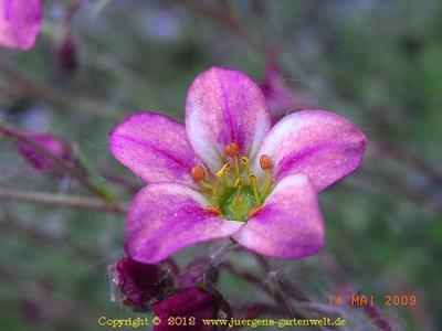 Saxifraga x staabii'Rotkäppchen'