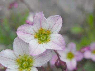 Saxifraga x staabii'Weiskäppchen'